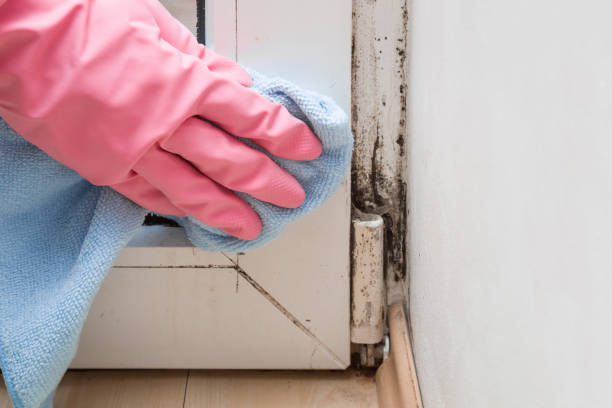 Office Mold Removal Services in Chandler, AZ